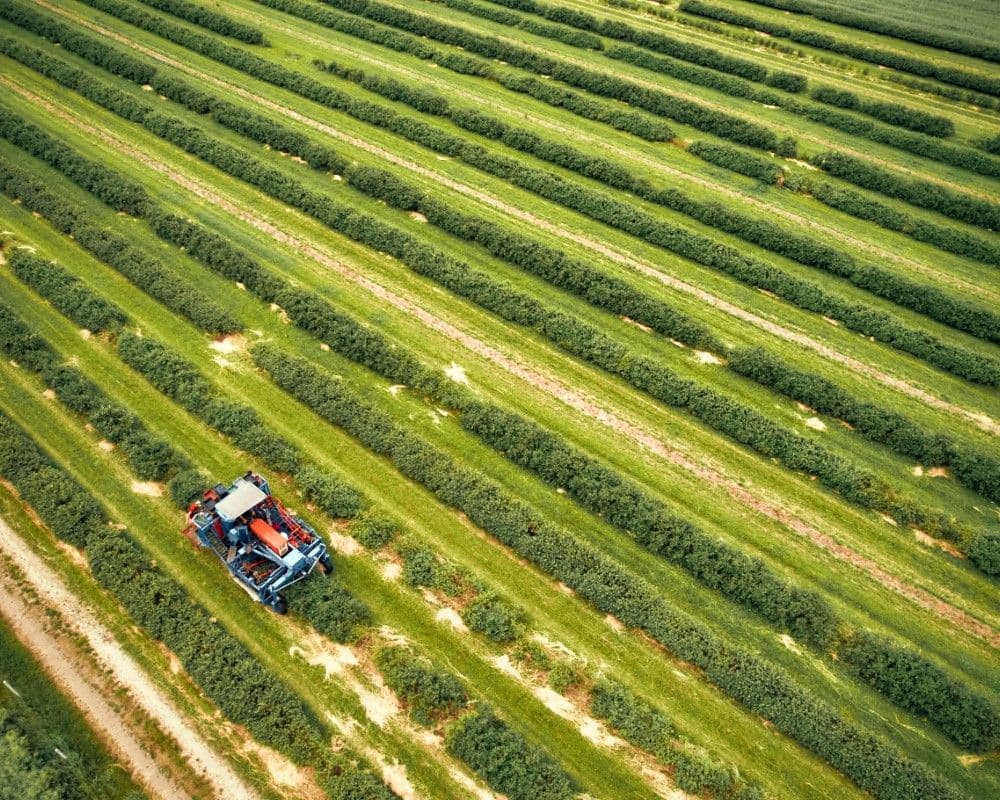 Campo Agrícola Beneficiado Con Energía Biogás.jpg